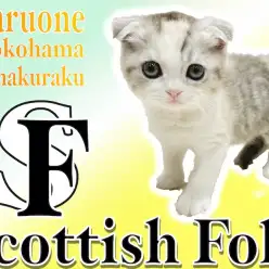 【 スコティッシュフォールド 】レアなパステル色！背中にもつ愛のマークがポイント
