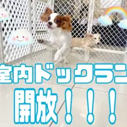 【 7/20室内ドッグラン開放 】室内ドッグランでのびのび遊ぼう！の巻