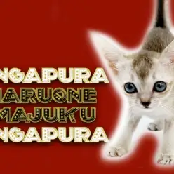 【 シンガプーラ 】超希少猫種！世界最小の名を持つ目ヂカラ最強の甘えん坊ガール！