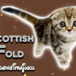 【 スコティッシュ 】オンリーワン要素満載！ミラクルカラーの垂れ耳ニャンコ登場！
