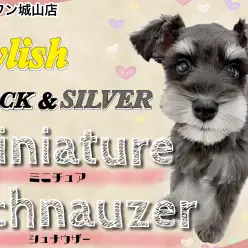 【 ミニチュアシュナウザー 】見た目はスタイリッシュ!中身は甘えん坊な子犬