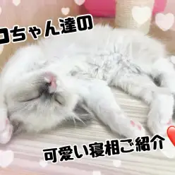 【 7/10 ニャン's日記 】ネコちゃんたちの寝相にどんな意味があるの？