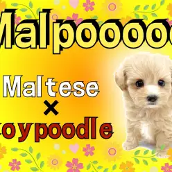 【 MIX 】すべてを明るくするひまわりガール！天真爛漫アプリコットのマルプー！