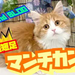 【 マンチカン 】本当に猫？超マイペースな生後5か月の短足マンチカン2ndブログ