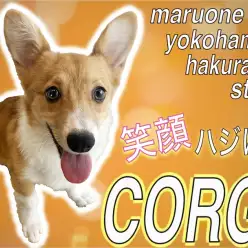 【 コーギー 】愛情表現が上手でフレンドリー！しつけも出来てるお利口さん！