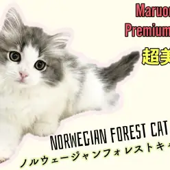 【 ノルウェージャンフォレストキャット 】待望のプレミアムなにゃんこが登場！！
