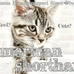 【 アメリカンショートヘア 】イケメン？可愛い？全て見つけられるのはあなただけ！