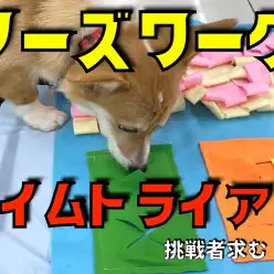 【 ノーズワーク 】挑戦者求む！お鼻を使って楽しく遊んじゃお！！の巻！