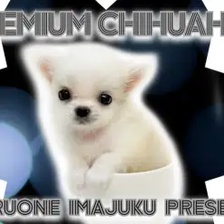 【 チワワ 】パパはJKCチャンピオン！ティーカップサイズのプレミアムな男の子！