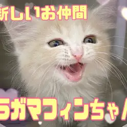 【 7/9新しいお仲間のご紹介 】ラガマフィンちゃんがやってきたの巻！！
