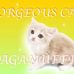 【 ラガマフィン 】美しさと愛らしさを兼ね揃えたゴージャスキャットの決定版！