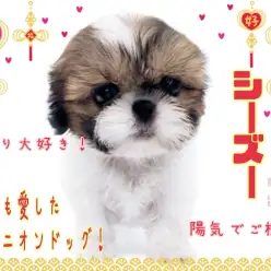 【 シーズー 】鼻ぺちゃが最高に可愛い!飼いやすさ抜群!ぽってりわんこ!