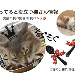 【 お役立て情報 】猫さんの気になる食べ飽き・食べムラには理由がある!