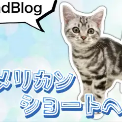 【 アメリカンショートヘア 】初めてのお散歩！美男子アメショくんの現在の姿2nd