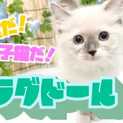 【 ラグドール 】ぬいぐるみの様な猫とはまさにこのこと！超甘々子猫が登場！