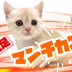 【 マンチカン 】短足だからって舐めてはいけない！運動神経抜群ガール登場！