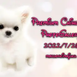 【 チワワ 】店長が厳選！プレミアムなクリームチワワちゃまフォトギャラリー集！