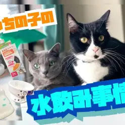 【 松島体験談 】生命活動に重要なお水をちょっと見てみて！愛猫の水飲み事情