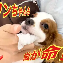 【 7/3歯磨きトレーニング】キャバリン＆ダッちゃんも挑戦！歯磨き大事！パート2