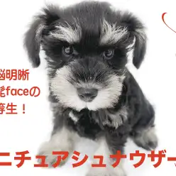 【 ミニチュア・シュナウザー 】頭脳明晰!優しい性格のおひげfaceな優等生!