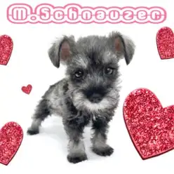 ﻿【 ミニチュアシュナウザー 】長いまつげが自慢のキュートな小顔美人ちゃん！