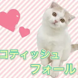 【 スコティッシュフォールド 】甘えん坊の立ち耳イケメン王子がやってきた！