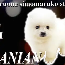 【 ポメラニアン 】小さめサイズ！白系カラーが可愛いアザラシ＆たぬきポメ！