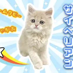 【 サイベリアン 】愛されフェイスの低アレルゲンキャットが仲間入り！