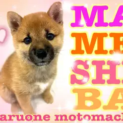 【 豆柴 】生後約3ヶ月になりました！凛々しさと愛らしさを持つ元町店の秘蔵っ子！