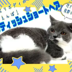 【 ブリティッシュショートヘア 】抱き心地抜群!もっちりボディのあまえんぼ!