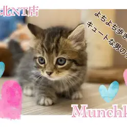 【 マンチカン 】短足まる顔!究極の癒しにゃんこマンチカン君