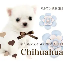 【 チワワ 】ミニマムサイズの短足プリンス君