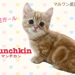 【 マンチカン 】猫初心者必見！人懐っこい短足ガール！