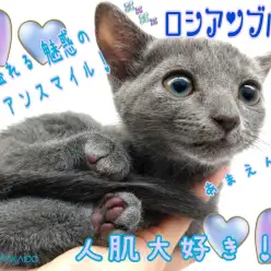 【 ロシアンブルー 】魅惑のロシアンスマイルにあなたもメロメロ！