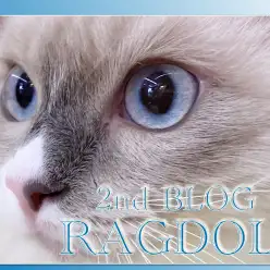 【 ラグドール 】性格抜群！猫ちゃん初心者にオススメな4つの理由