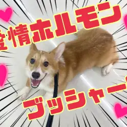 【 7/12愛情ホルモン 】ワンちゃんがもたらしてくれる不思議な力に感謝の巻！