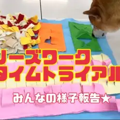 【7/27ノーズワークタイムトライアル】みんなの様子報告の巻！