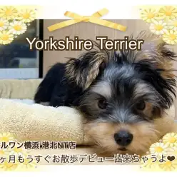 【 ヨークシャーテリア 】思わず笑っちゃう！天真爛漫ヨーキー君