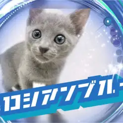 【 ロシアンブルー 】ロシアンスマイルにみんなメロメロ！表情豊かなロシブルたん