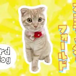 【 スコティッシュフォールド 】プレイルームにお引越し！スコくんの3rdブログ