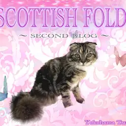 【 スコティッシュフォールド 】ブラウンパッチの艶美スコちゃんに魅せられる!