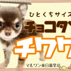 【 チワワ 】一口サイズ！？ロングコートのチョコレートボーイがやってきた！