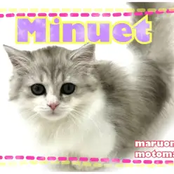 【 ミヌエット 】ペルシャとマンチカンのハイブリッド短足キャット！