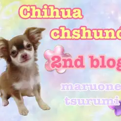 【 MIX 】優しいチョコレートカラーのチワックス!忍者ワンコ見参!