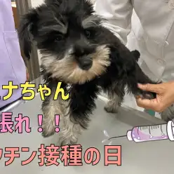 【7/13予防接種】シュナちゃん頑張れ！ワクチン接種の日の巻！！