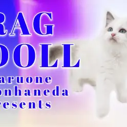 【 ラグドール 】眠れる羽田の美女の可愛いポイント4選！