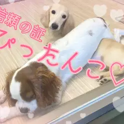 【 7/4ぴったんこ 】だっちゃん＆きゃばりんぴったりくっついてリラックスの巻！