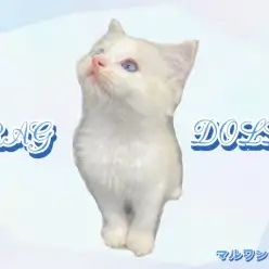 【 ラグドール 】甘えん坊のイケメンラグくんが仲間入り!