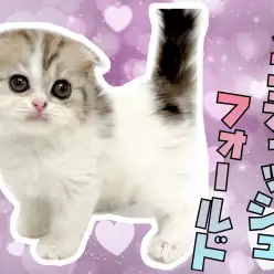 【 スコティッシュフォールド 】まん丸フェイスのプリティーガールが仲間入り！