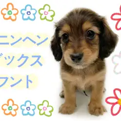 【 カニンヘンダックスフント 】東川口店初登場！レッドカラーの癒し系ボーイ